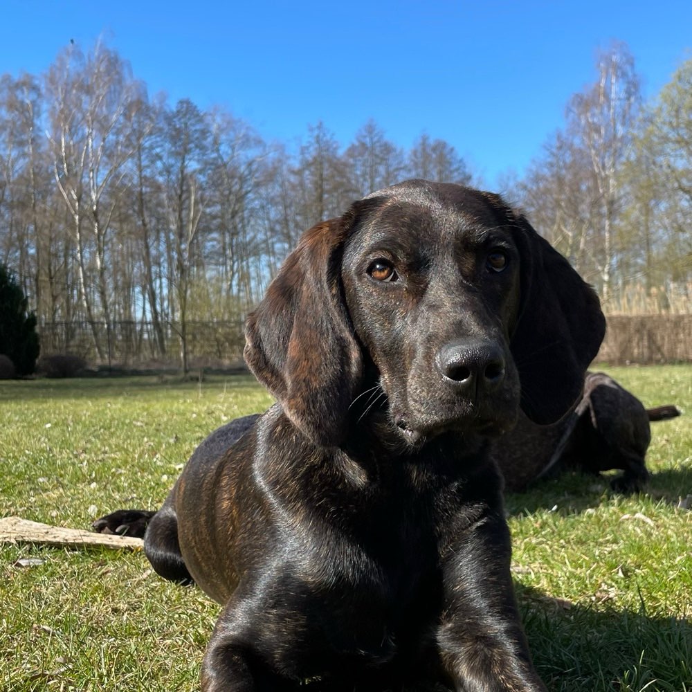 Hundetreffen-Raufkumpel gesucht 🐾🌪️-Profilbild