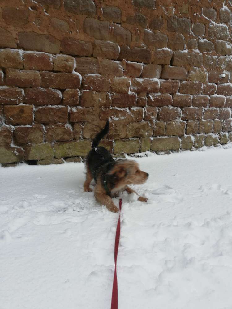 Hundetreffen-Spielen u./o. Gassi gehen-Profilbild