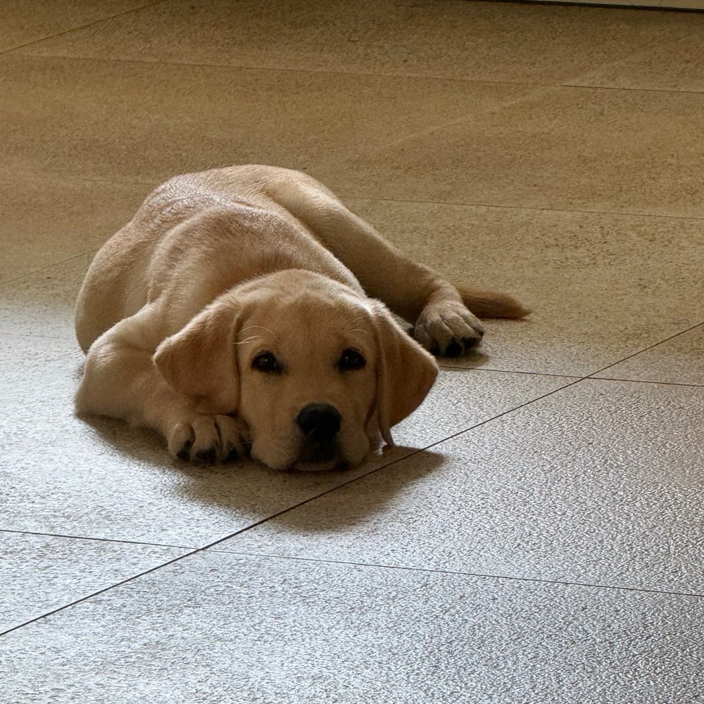 Hundetreffen-Hundeplanschen für Welpen-Profilbild