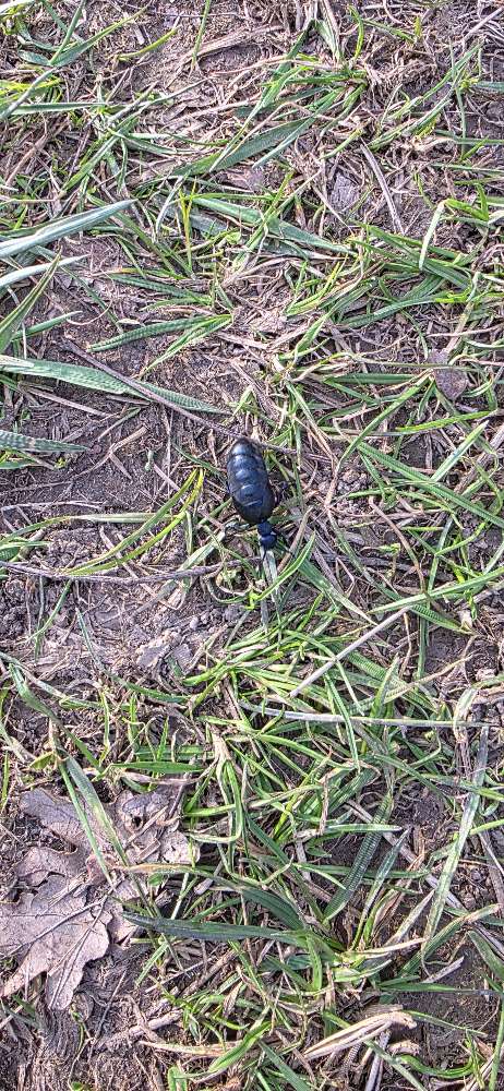 Giftköder-Ölkäfer auf Wiese entdeckt!-Profilbild