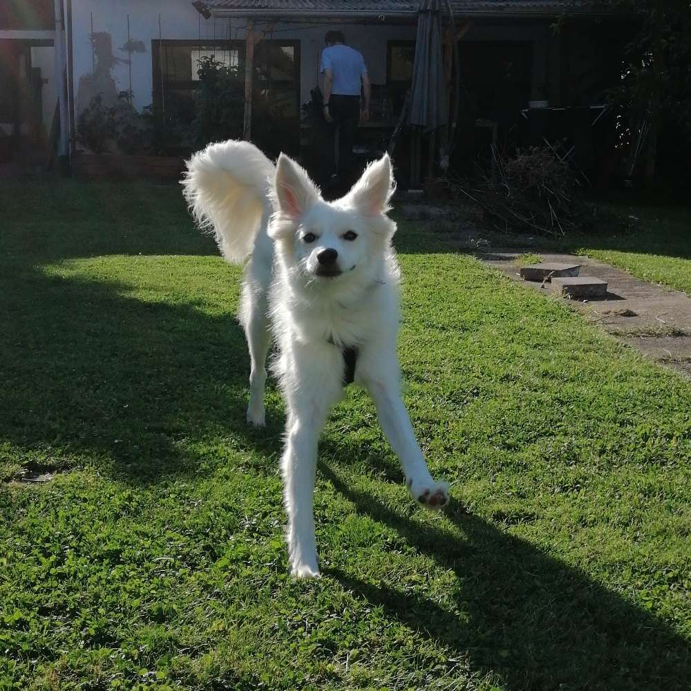 Hundetreffen-Wathsappgruppe für Hundetreffen-Profilbild