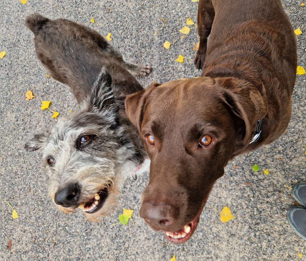 Dein Hund und sein bester Kumpel Banner