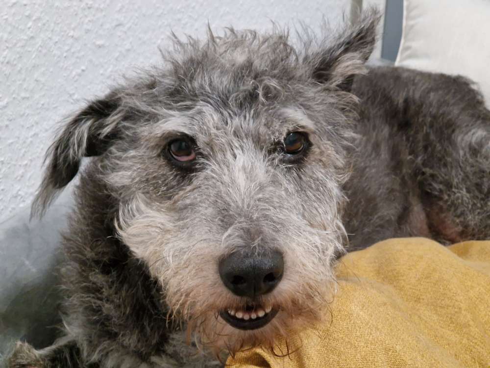 Der verschlafene Hund🤭😴 Banner