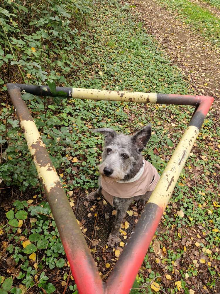 🔼⏺️⏹️Dein Hund und geometrische Formen⏹️⏺️🔼 Banner
