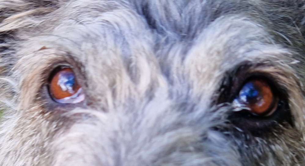 Hundaugen Banner