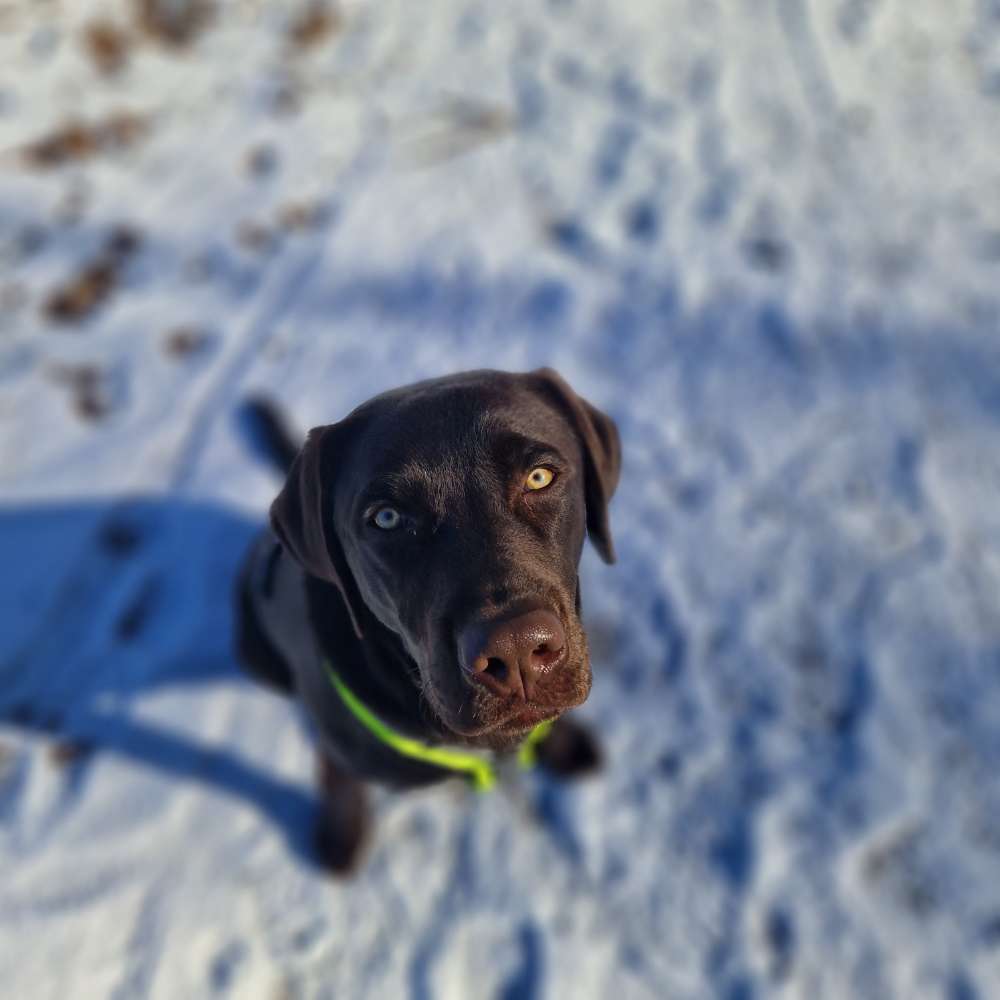 Hundetreffen-Welpentreff bzw. Freunde finden zum Gassi gehen-Profilbild