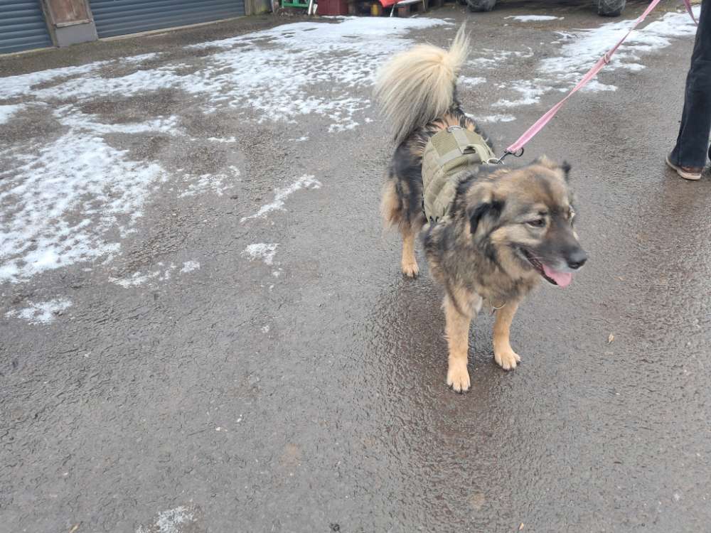 Hundetreffen-Spaziergänge im Wald-Profilbild