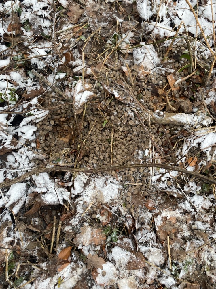 Giftköder-Eventuell Giftköder in Hundefutter-Profilbild