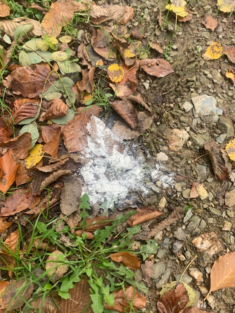 Giftköder-Weißes Pulver-Profilbild