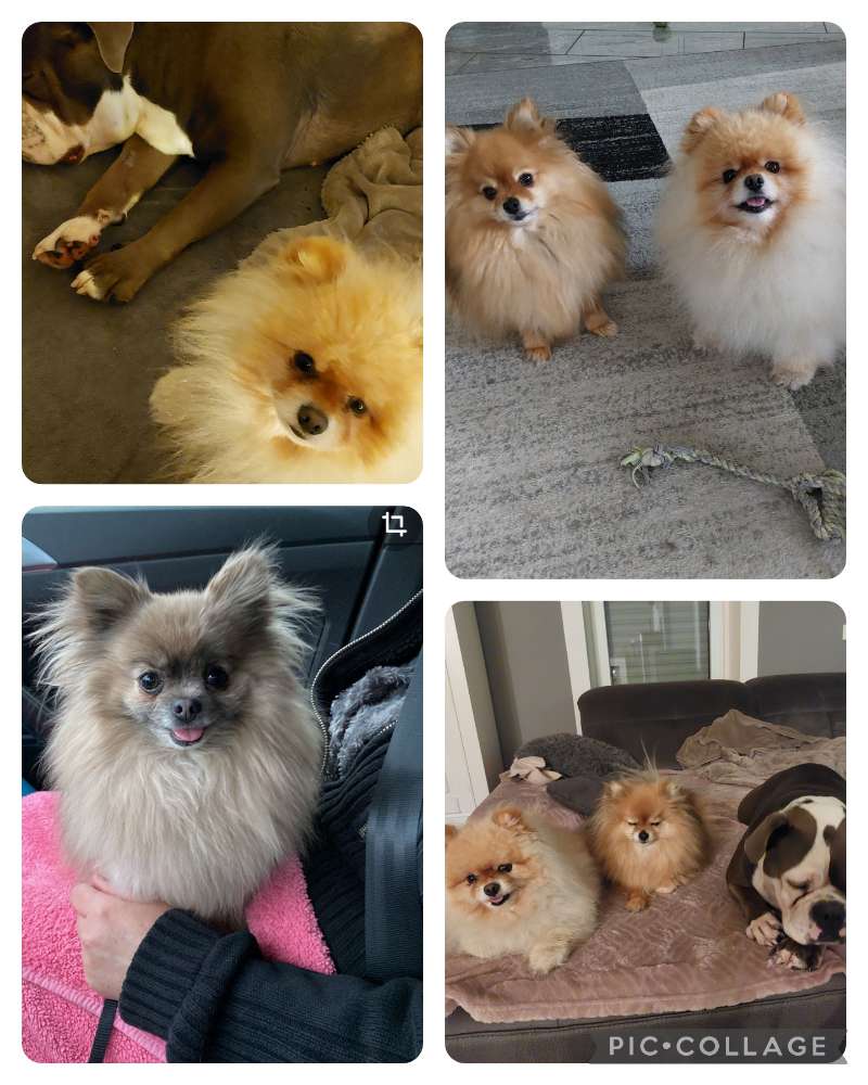 Hundetreffen-Urlaubsbetreuung-Profilbild