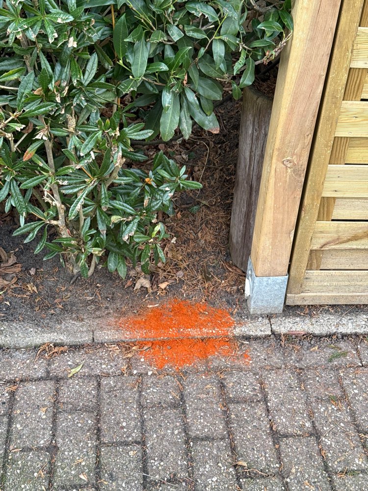 Giftköder-Rotes Pulver-Profilbild