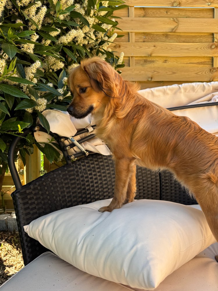 Hundetreffen-Spieldates im Garten/Spaziergänge-Profilbild
