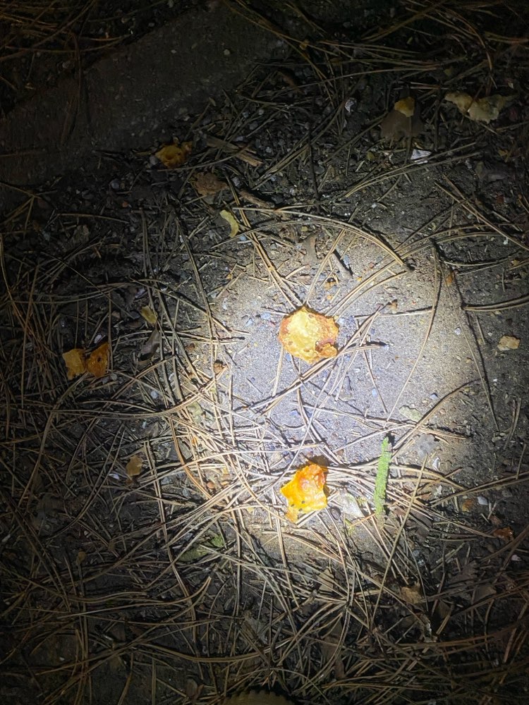 Giftköder-Brötchen mit Pulver ausgelegt.-Profilbild