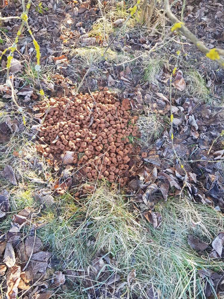 Giftköder-Trockenfutter im busch-Profilbild