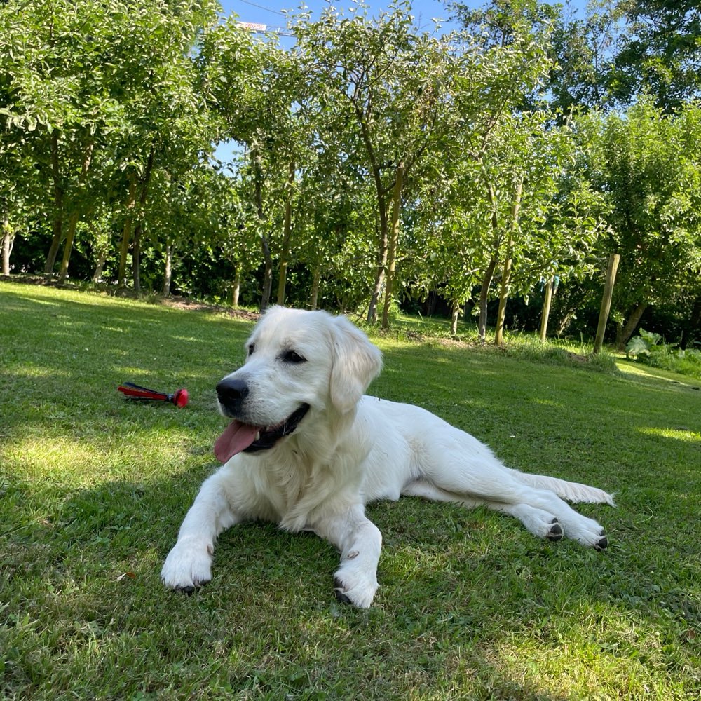 Hundetreffen-Gemeinsamer Spaziergang & Spielen-Profilbild