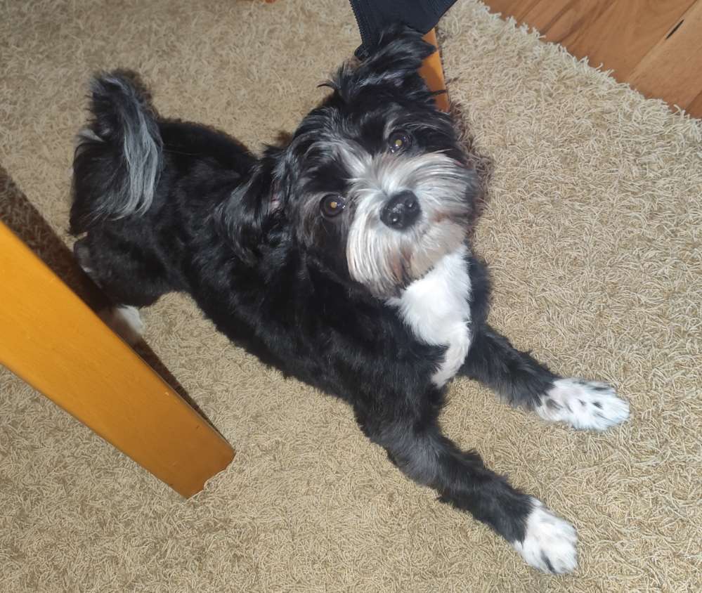 Hundetreffen-Spielkameraden gesucht.-Profilbild
