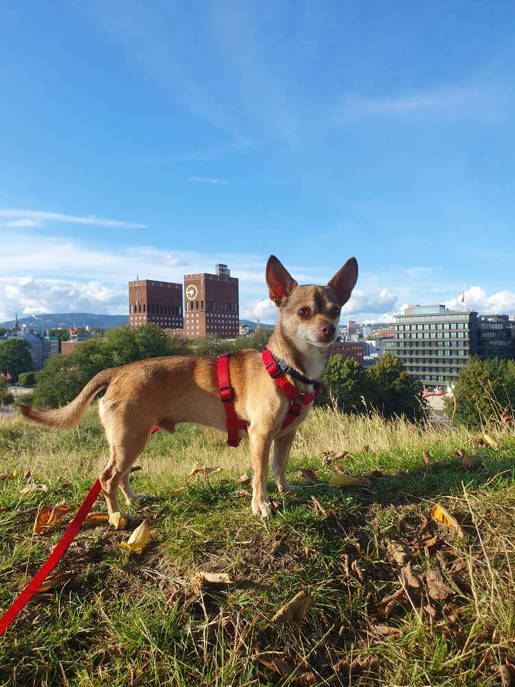 Hundetreffen-Social walk-Profilbild
