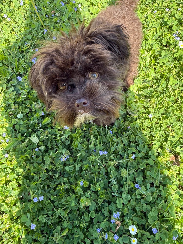 Hundetreffen-Gassi und Spielfreund für kleinen Hund gesucht-Profilbild