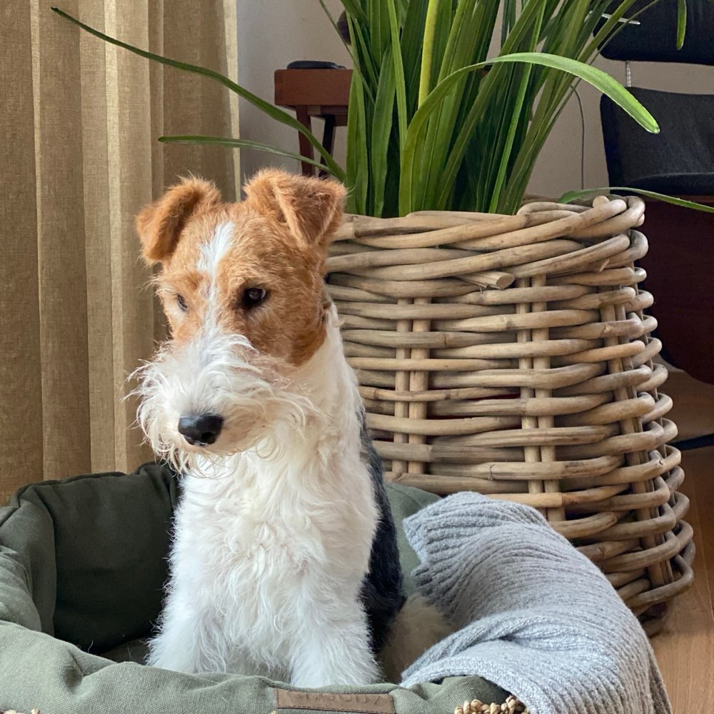 Hundetreffen-Treffen mit Pepe 🐾-Profilbild