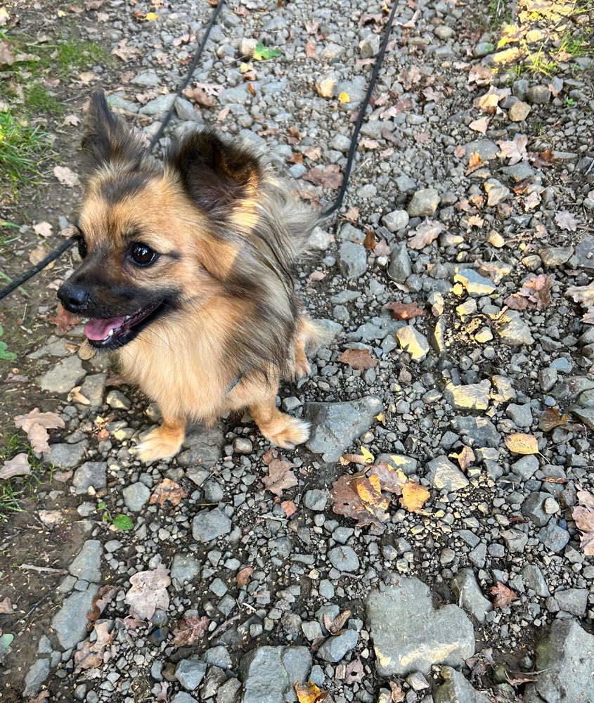 Hundetreffen-Gemeinsame Spaziergänge mit und ohne Leine 😊-Profilbild