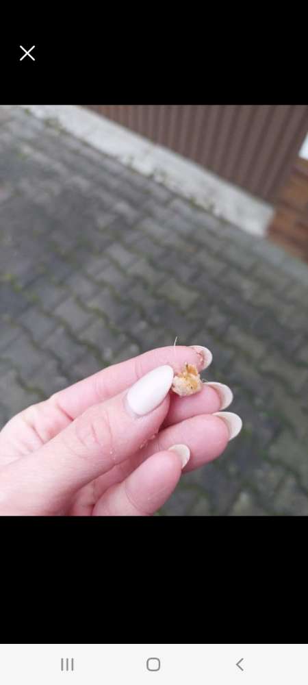 Giftköder-Giftköder-Profilbild