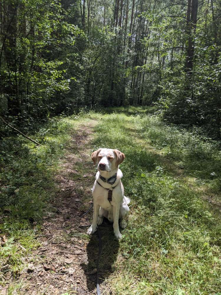 Hundetreffen-Zusammen üben !-Profilbild