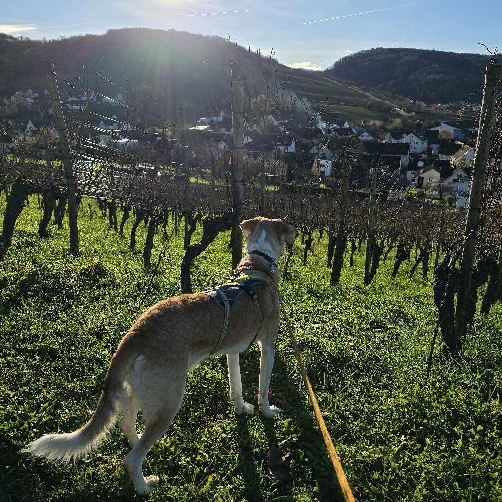 Hundetreffen-Freunde für Lina-Profilbild