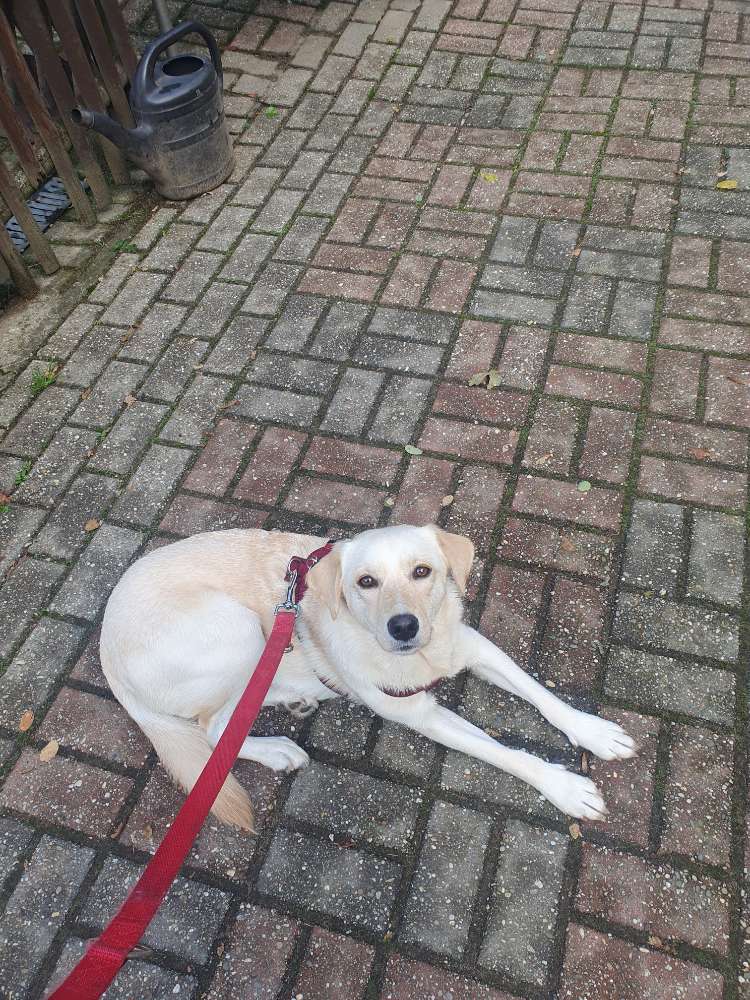 Hundetreffen-Playdates oder Gassirunde-Profilbild