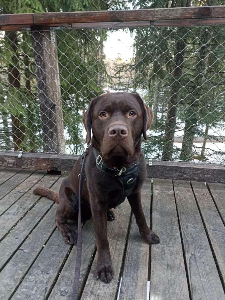 Hundetreffen-Laufen, Trainieren und Spielen...-Profilbild