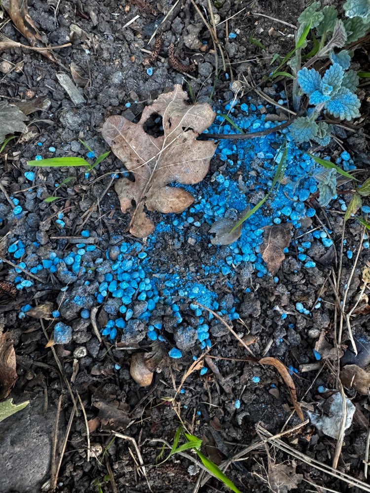 Giftköder-Blaue Körner  Schneckenkorn-Profilbild