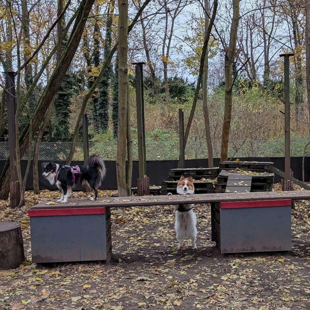 Hundetreffen-Hunderunde im Auslaufgebiet Moabit-Profilbild