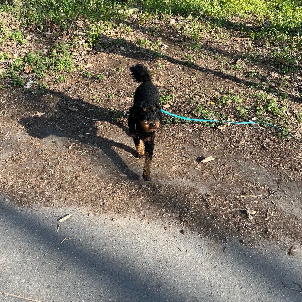 Hundetreffen-Social Walk / Ruhe / Spiel: Wilmersdorf-Profilbild