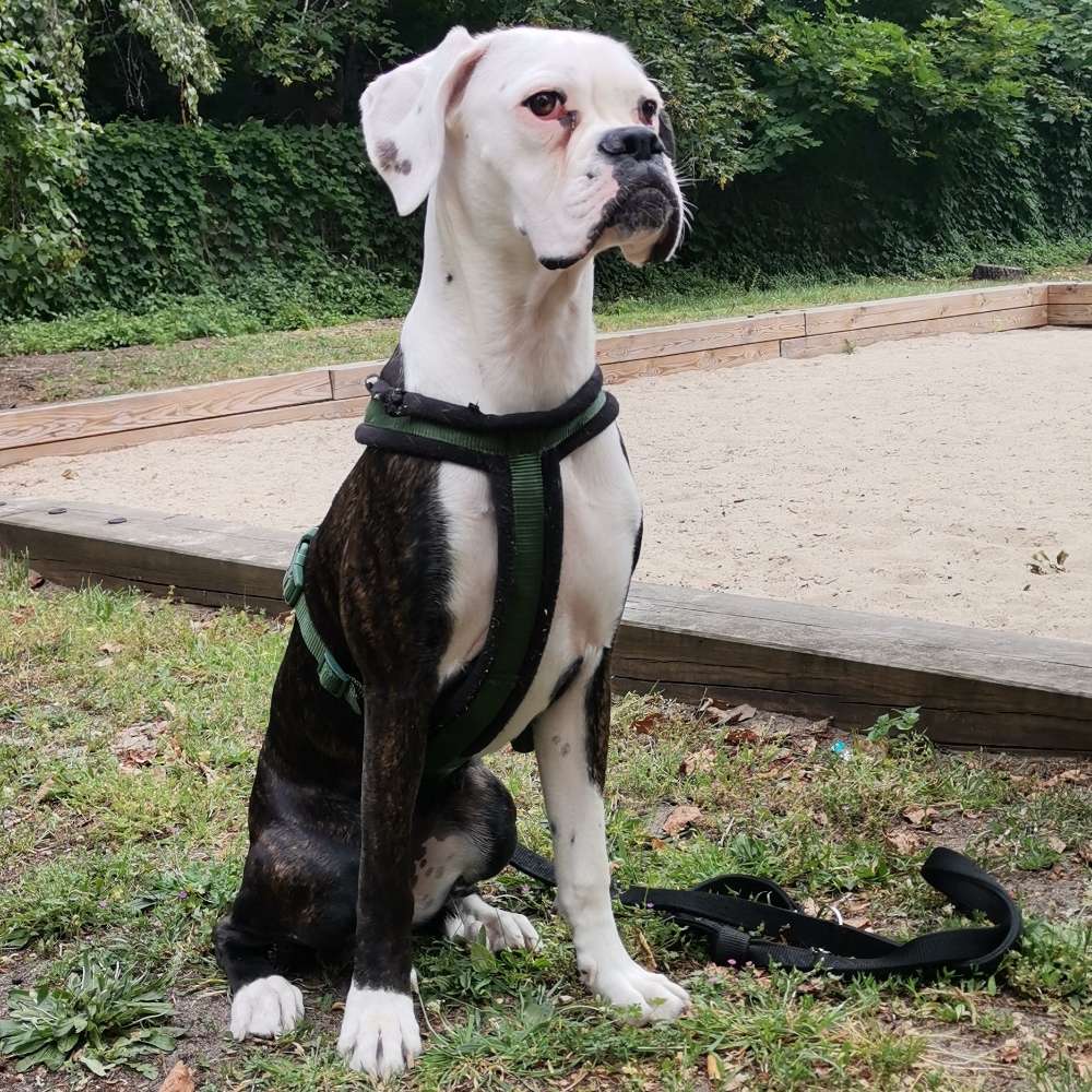 Hundetreffen-Junghund Spielrunde Charlottenburg-Profilbild