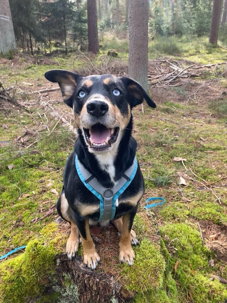 Hundetreffen-Gemeinsames Gassi gehen oder Spiele Treff-Profilbild