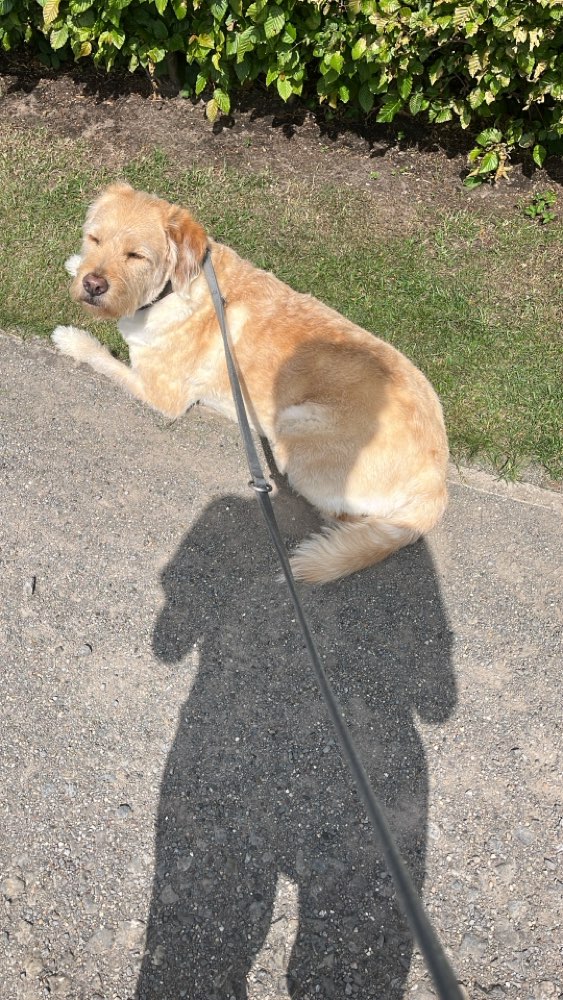Hundetreffen-Spielkameraden gesucht-Profilbild