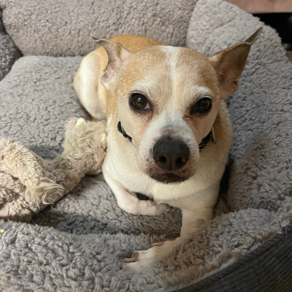 Hundetreffen-Jimi sucht Freunde: Spielen, Gassi im Kiez, und Wald ❤️-Profilbild