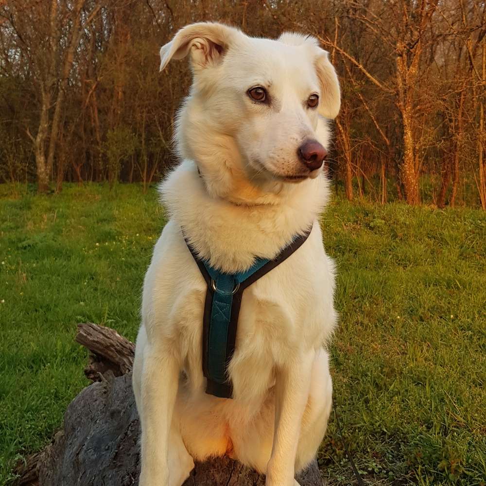 Hundetreffen-Gassirunden/wandern/social walk-Profilbild