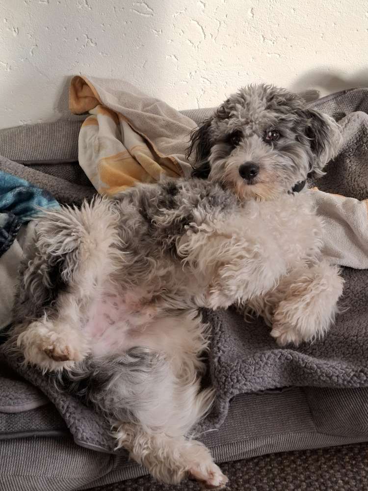 Die lustigsten Liegepositionen🐾 Banner