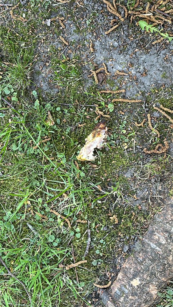 Giftköder-Lose Knochen, evtl. Köder ?-Profilbild