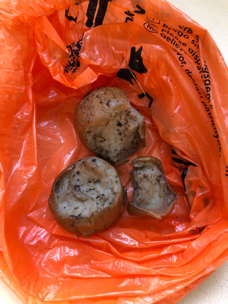 Giftköder-Cervelat Stücke-Profilbild