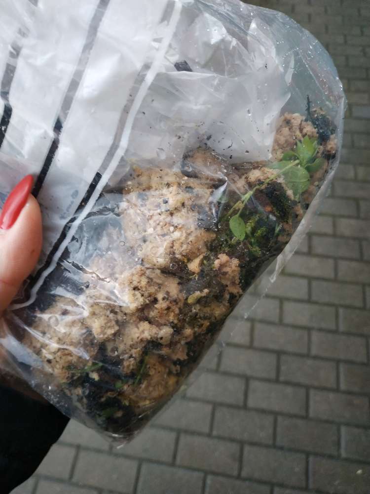 Giftköder-Eventuelle Giftköder!!!!-Profilbild