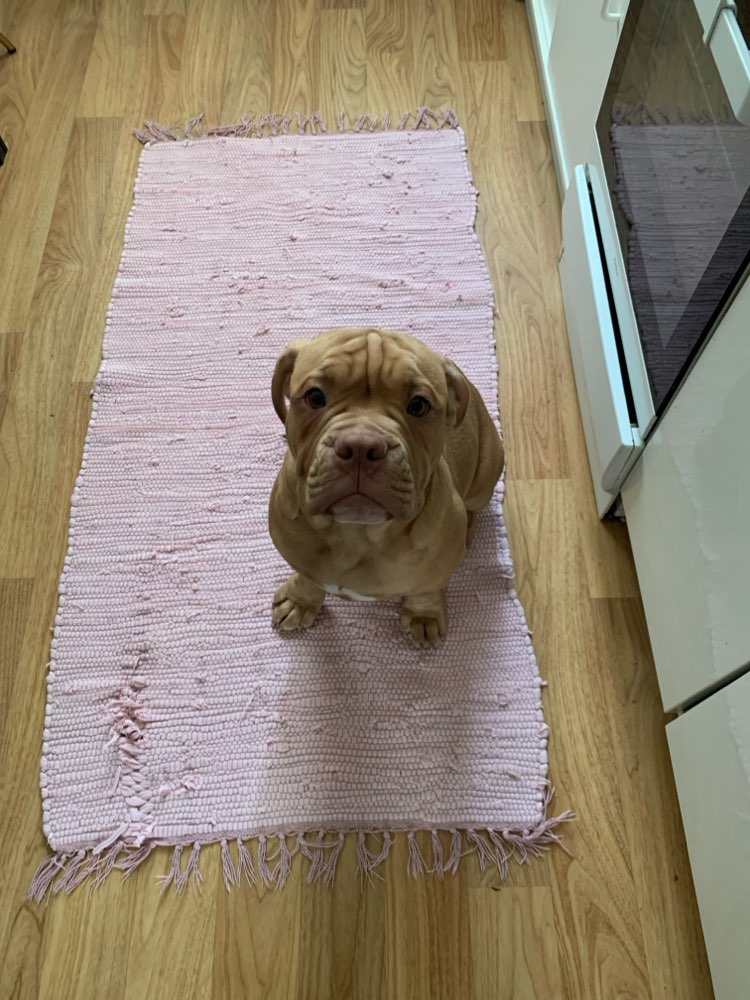 Hundetreffen-Spiel Kumpel für Ice gesucht 🩵🩷-Profilbild