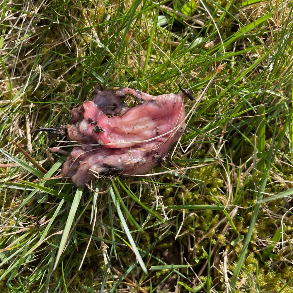 Giftköder-Fleischstück in Mauseloch-Profilbild