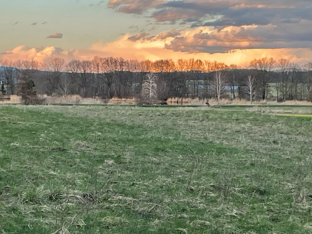 Giftköder-Giftköder-Profilbild