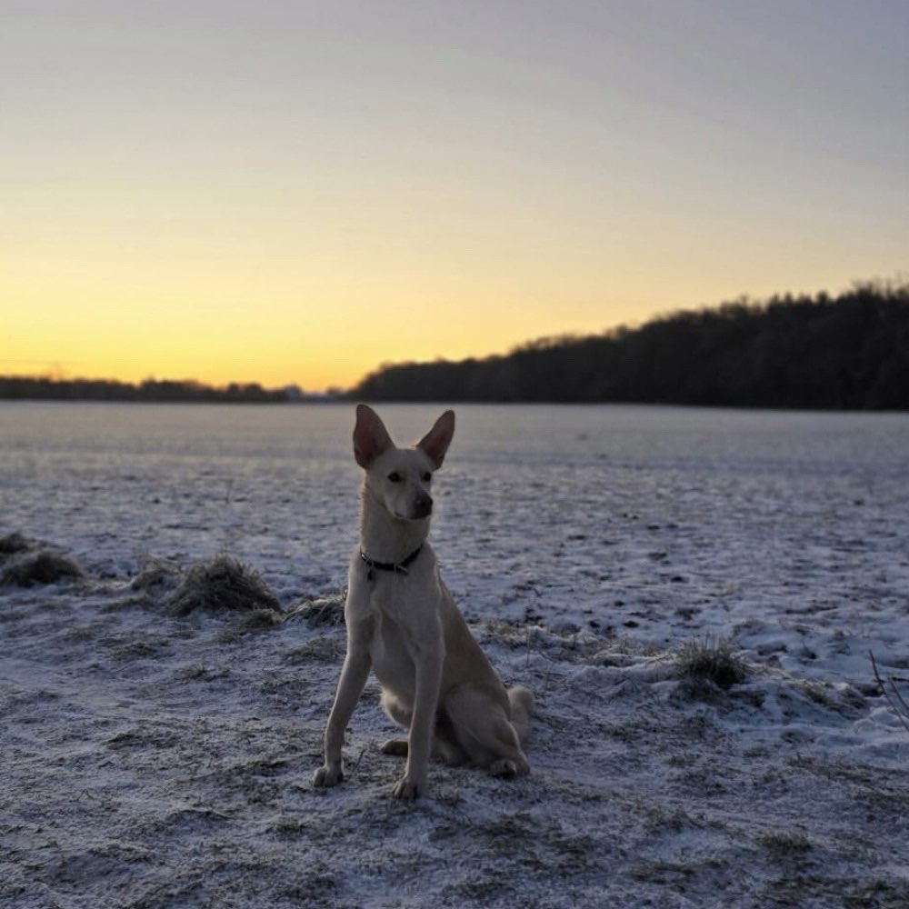 Hundetreffen-Spielrunden, Gassi gehen oder Erziehung-Profilbild