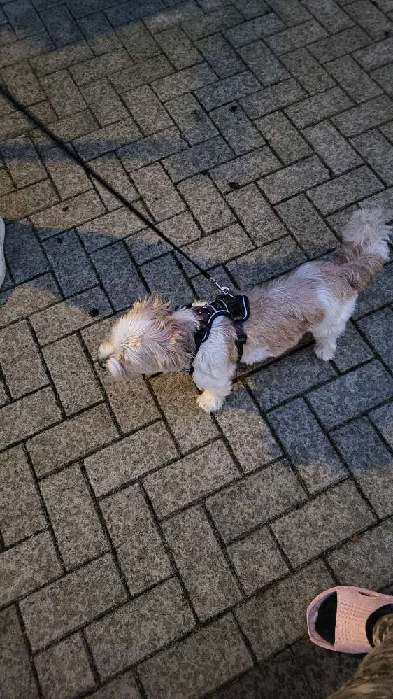 Hundetreffen-Spieltreff-Profilbild