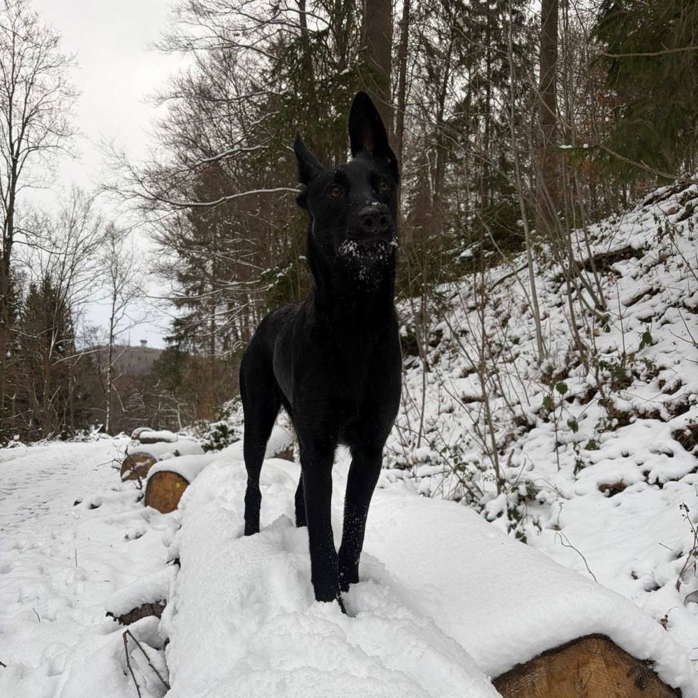 Hundetreffen-Hundebegegnungen/-runden mit junger Mali-Hündin-Profilbild