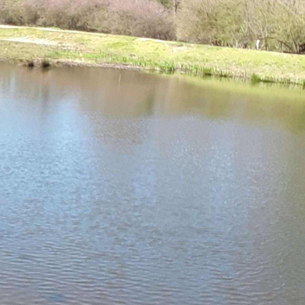 Hundetreffen-Gassi und Spielrunde in Neuss zur großen Wiese im Wald-Profilbild