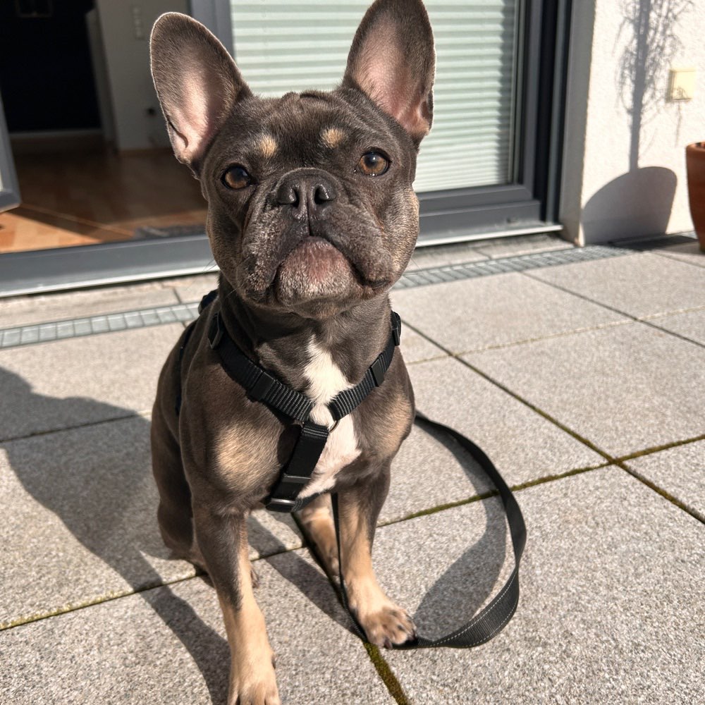 Hundetreffen-🐶Gassi-Spiel-Runde-Profilbild