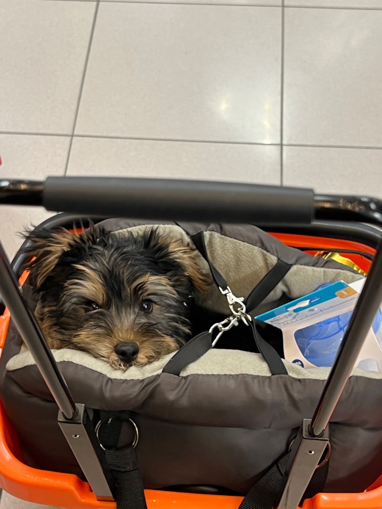 Hundetreffen-Junghund treffen  in Reinickendorf-Profilbild